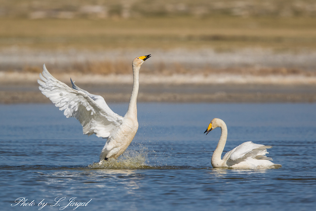 Гангар хун (Cygnus cygnus)